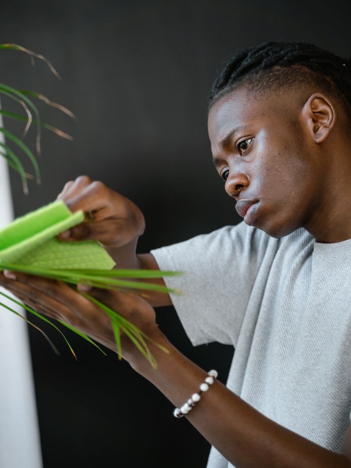 Focused young man cleaning houseplants with a cloth indoors, promoting sustainable living.