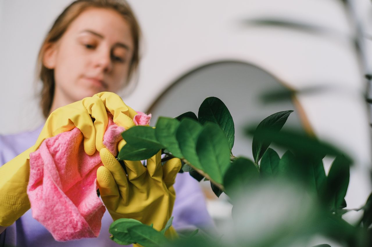 hero-img A woman cleans indoor plant leaves with gloves and cloth, focusing on plant care.
